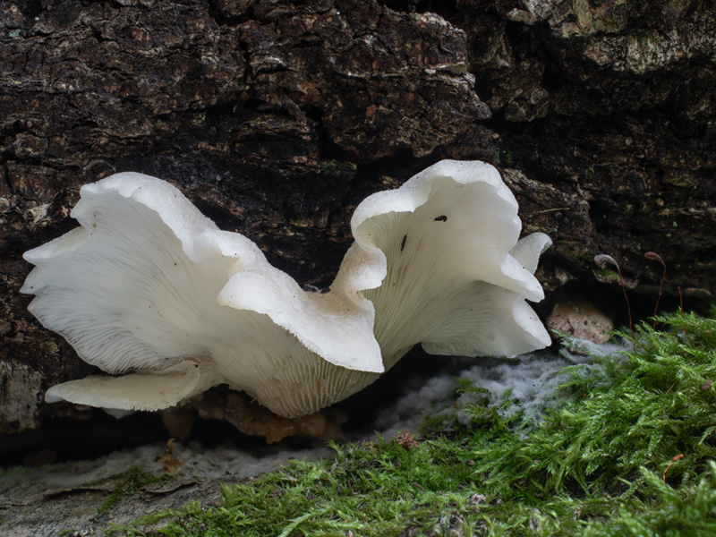 Hohenbuehelia wilhelmii